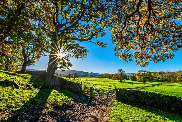 trees, farm, fence, farmland, stone fence, pastures, sunlight, grass, grasslands, fields, meadows, yorkshire, autumn, sunshine, nature, morning, landscape, farm gate, farm track, light, agriculture, stone wall, rustic